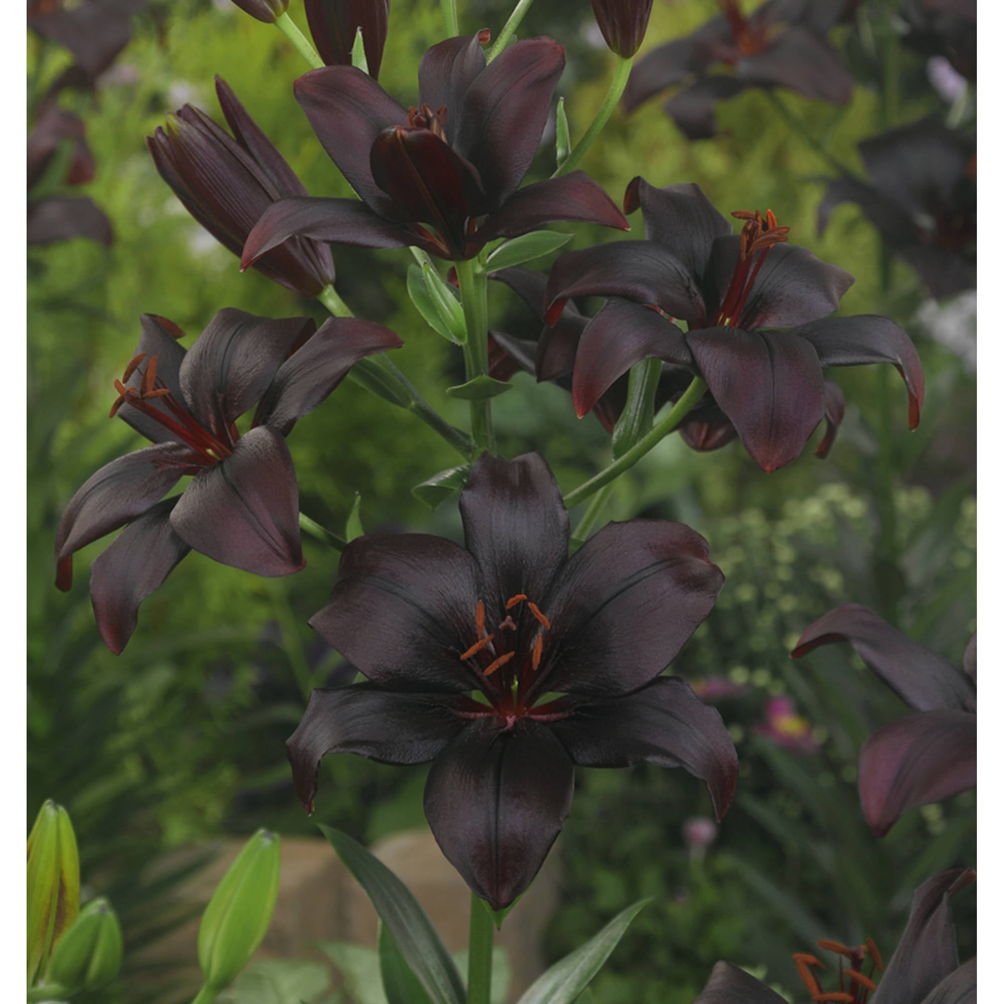 Van Zyverden Lilies Asiatic Black Charm Set of 7 Bulbs Purple Partial ...