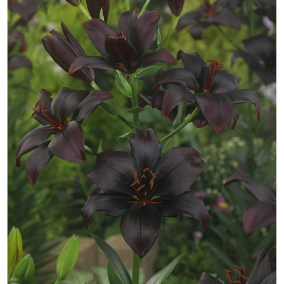 Van Zyverden Lilies Asiatic Black Charm Set of 7 Bulbs Purple Partial Sun Easy to Grow 2 lbs