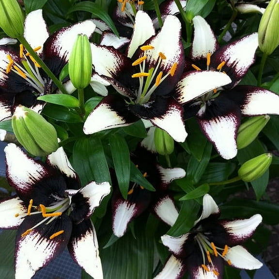 Van Zyverden Lilies Asiatic Black Eye Set of 7 Bulbs Multicolor Partial Sun Easy to Grow 2 lbs