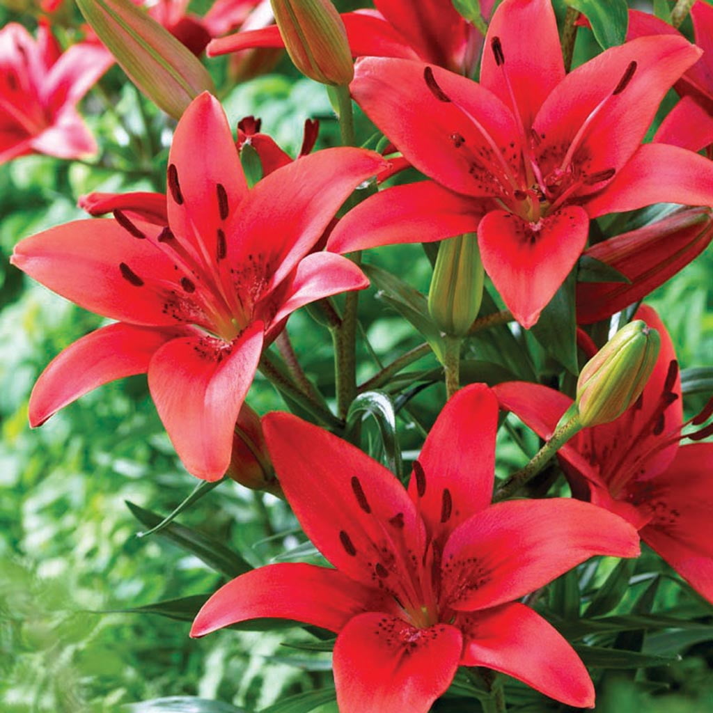 Van Zyverden Lilies Asiatic Red Sensation Set of 7 Bulbs Red Partial Sun Easy to Grow 2 lb
