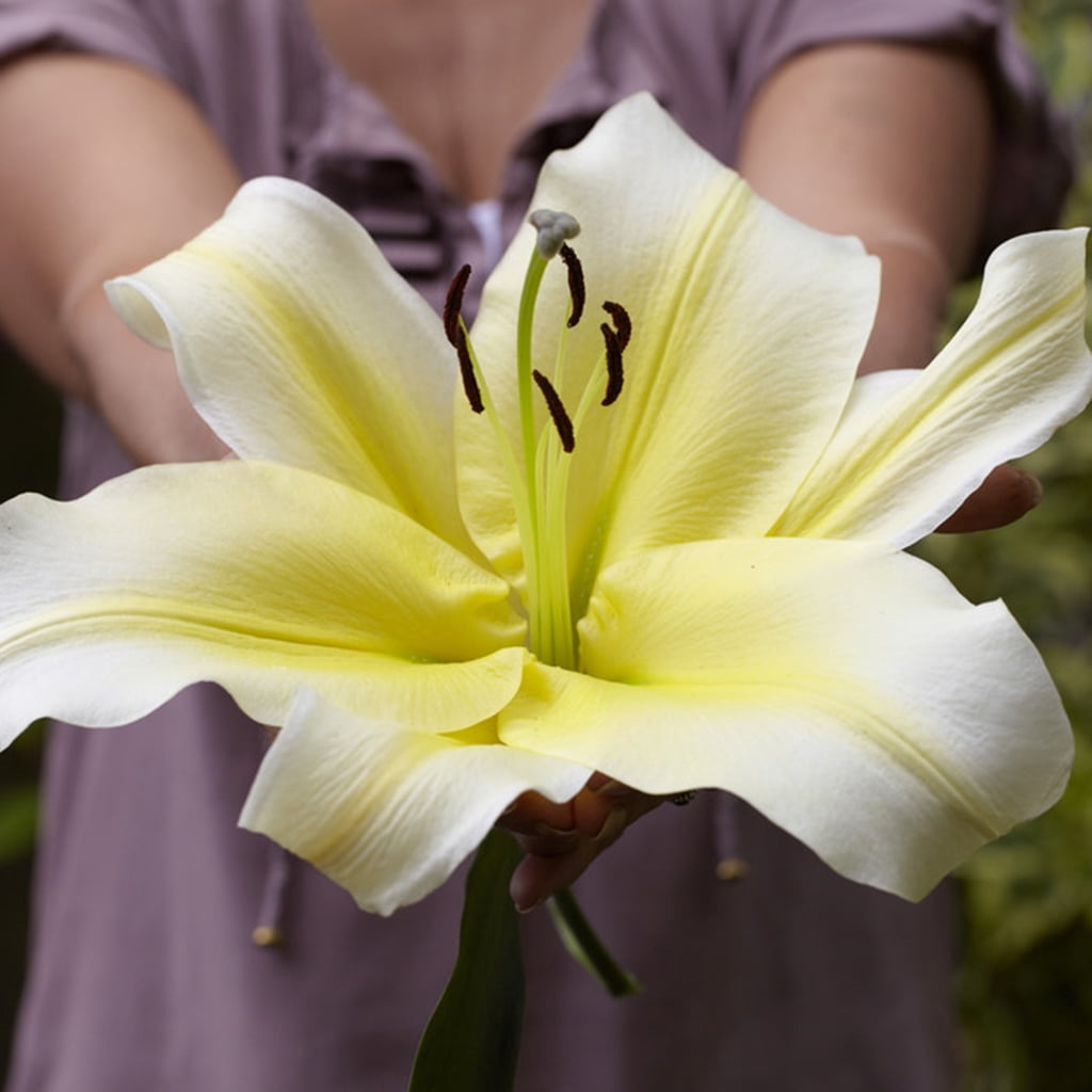 Van Zyverden Lilies Big Brother Set of 7 Bulbs Yellow Partial Sun