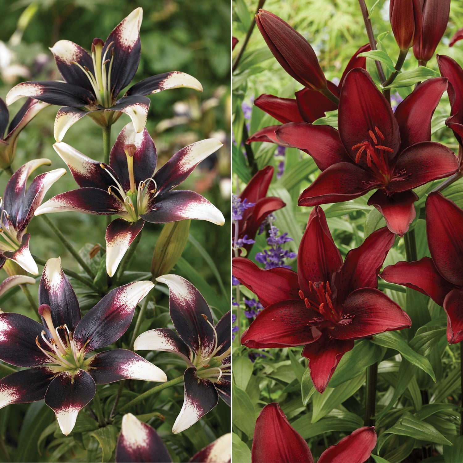 Van Zyverden Lilies Day & Night Collection Set of 12 Bulbs Multicolor Partial Sun Perennial Easy to Grow 2 lbs