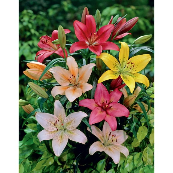 Van Zyverden Lilies Dutch Asiatic Mixture Set of 7 Bulbs Multicolor Partial Sun Deer Resistant 2 lb