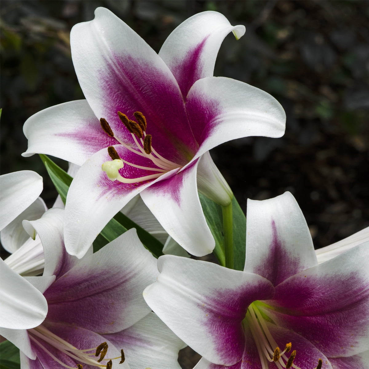 Van Zyverden Lilies Friso Set of 7 Bulbs Multicolor Partial Sun Perennial Pollinator 2 lbs