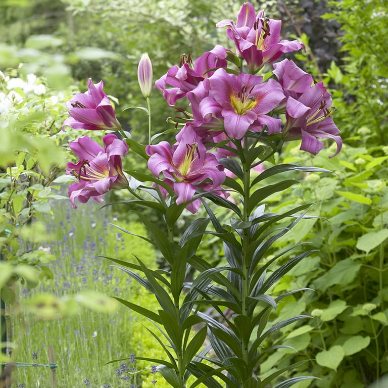 Van Zyverden Lilies Mammoth Tall Lilies Purple Ladies 7 Bulbs Purple Partial Sun Fragrant 2 lb - Walmart.com Van Zyverden Lilies Mammoth Tall Lilies Purple Ladies 7 Bulbs Purple Partial Sun Fragrant 2 lb - Walmart.com