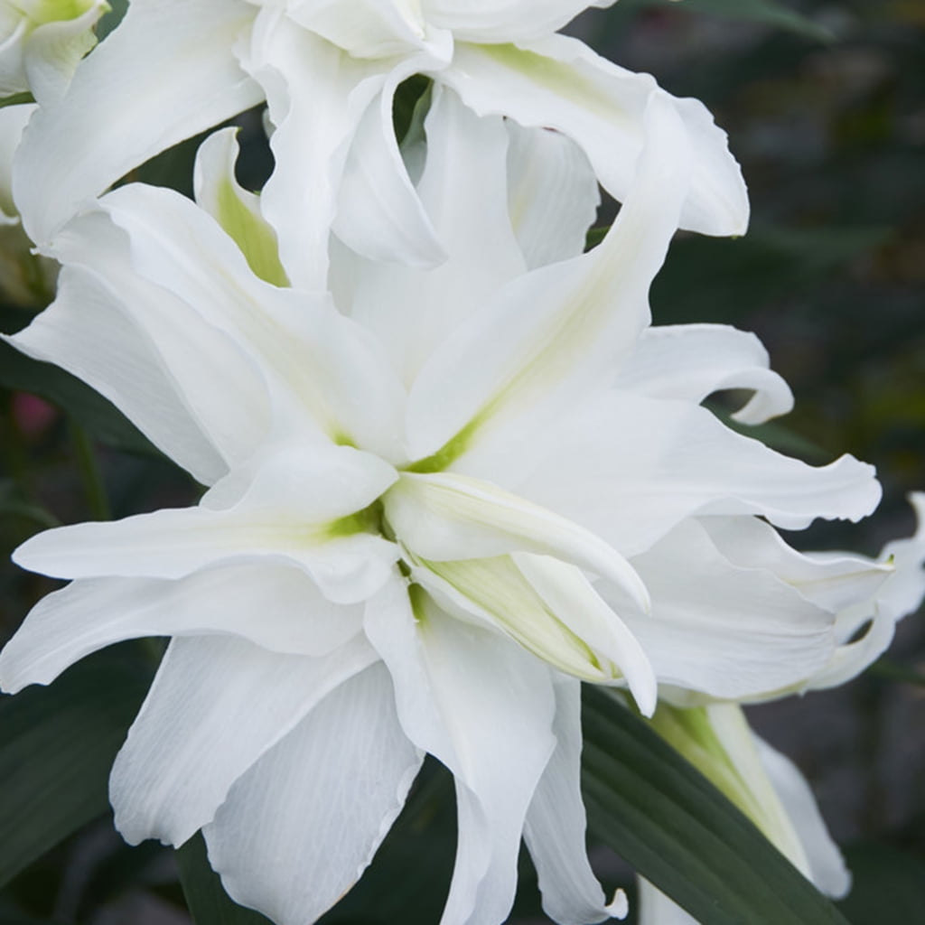Van Zyverden Lilies My Wedding Set of 7 Bulbs White Partial Sun Easy to Grow 2 lbs