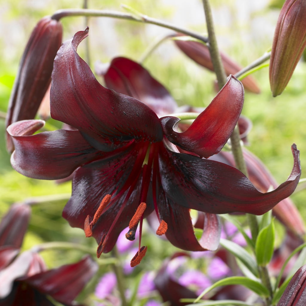 Van Zyverden Lilies Night Flyer Set of 7 Bulbs Multicolor Partial Sun Easy to Grow 1 lb
