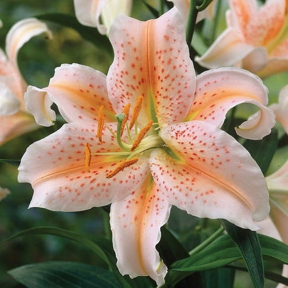 Van Zyverden Lilies Oriental Salmon Star 7 Bulbs Multicolor Partial Sun Perennial Fragrant 2 lbs
