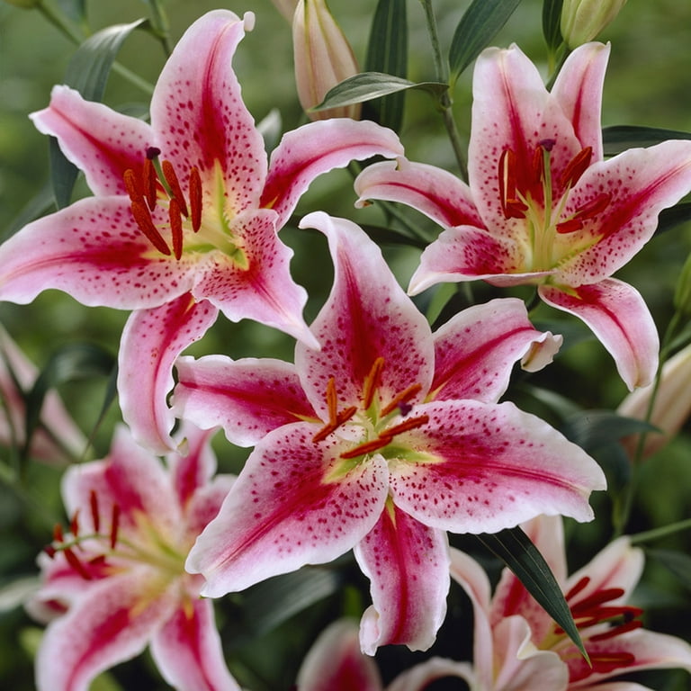Van Zyverden Lilies Oriental Stargazer Set of 12 Bulbs Pink