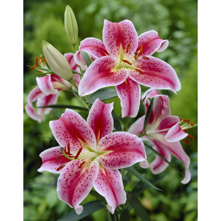 Lily Van Zyverden Lilies Oriental Stargazer Set of 7 Bulbs Pink