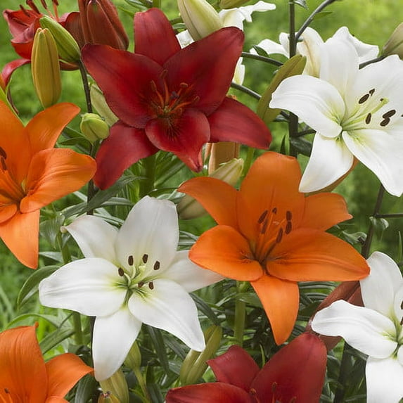 Van Zyverden Lilies Perfect Pairing Summer Blend Set of 12 Bulbs Mixed Partial Sun Perennial Easy to Grow 2 lbs