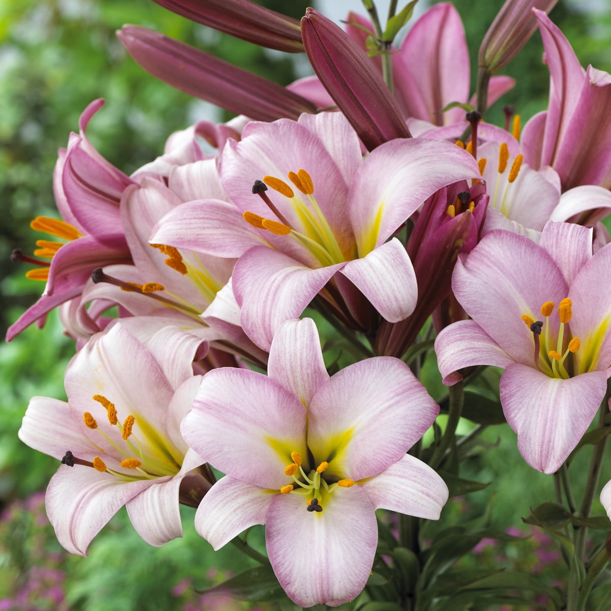 Van Zyverden Lilies Premium OT Hybrid Pink Planet Set of 5