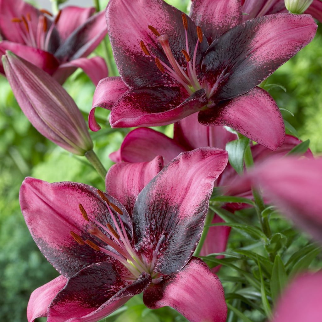 Van Zyverden Lilies Purple Eye Set of 7 Bulbs Purple Partial Sun Easy to Grow 1 lb