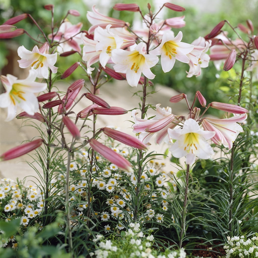 lilyです VAN ZYVERDEN Lilies Double Tiger Bulbs (Set of 7) 832251
