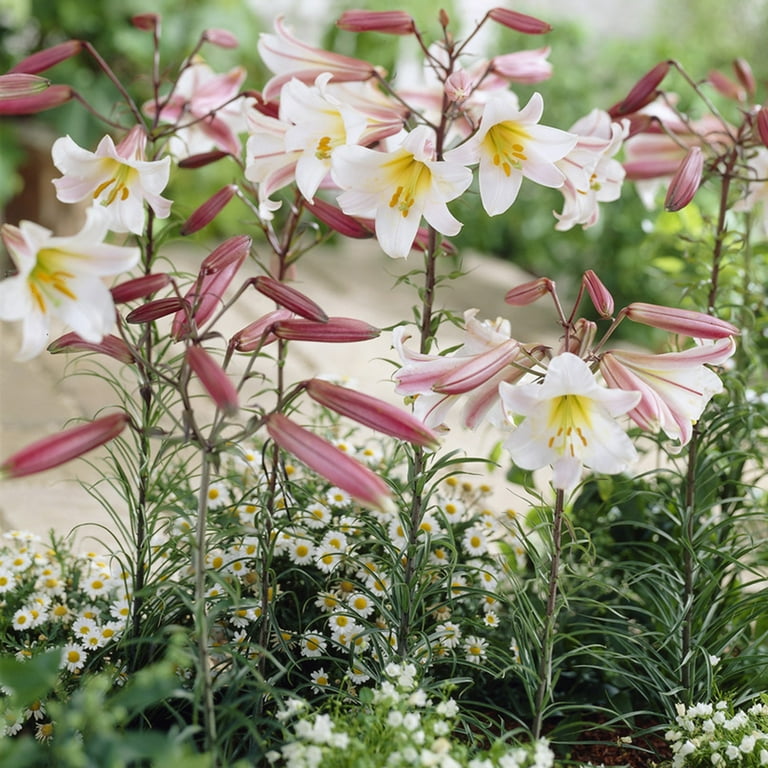Van Zyverden Lilies Regale Set of 5 Bulbs Multicolor Partial