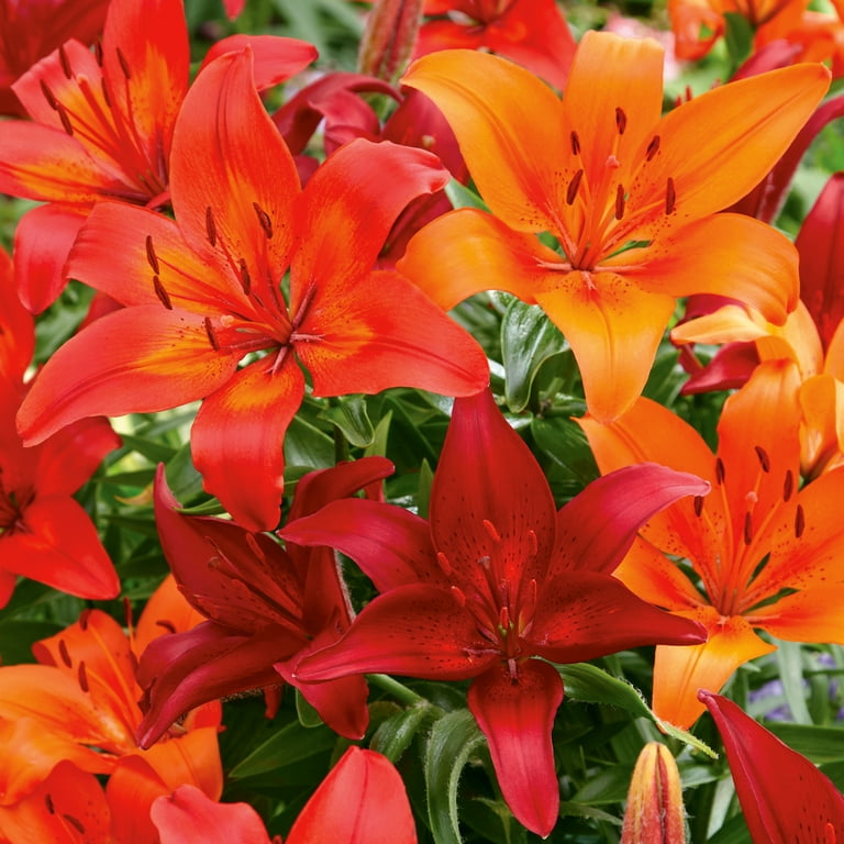 L05450 RIPVANWINKLE × Cherry Sunburst Van Zyverden Lily Asiatic Firecracker Mix Dormant Bulb