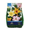 thumbnail image 1 of Van Zyverden Lily Asiatic Mix (Set of 3 Dormant Bulbs) Partial Sun, Multi-Color, Perennial, 1 of 8