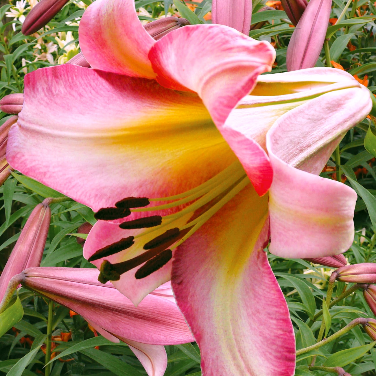 Blooming Garden バンビ Van Zyverden Lily Beijing Moon Dormant Perennial Bulb