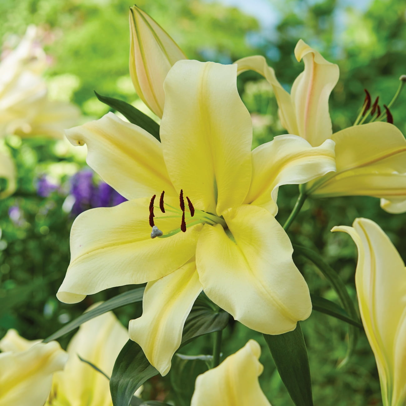 Van Zyverden Lily Big Brother Dormant Perennial Bulb Partial Van Zyverden Lily Big Brother Dormant Perennial Bulb Partial