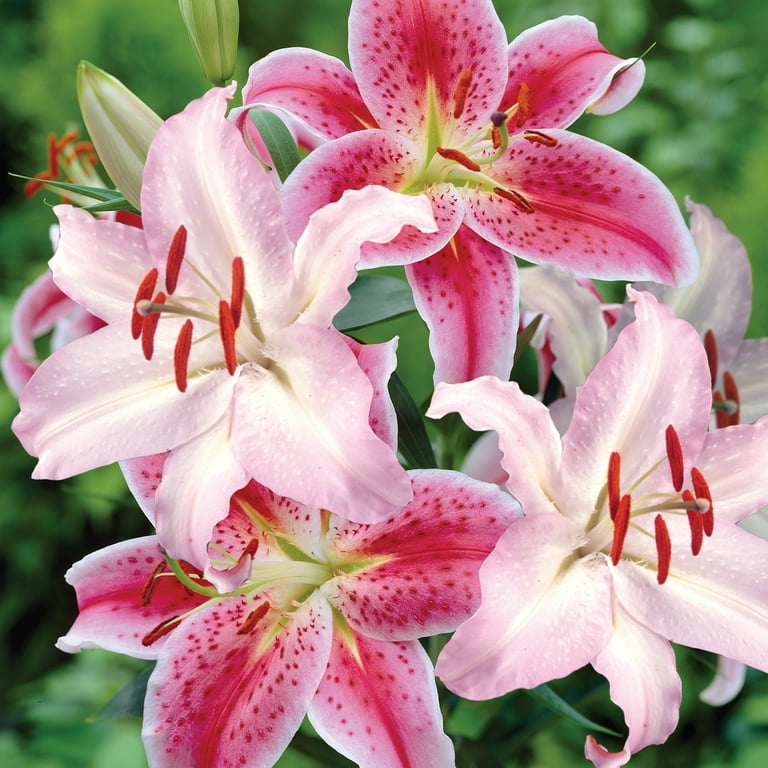 Van Zyverden Lily Combo Stargazer & Expression Bulb Part Sun