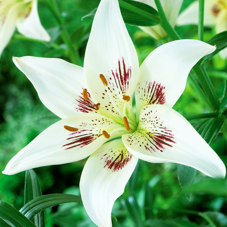 Perennial lilies sales
