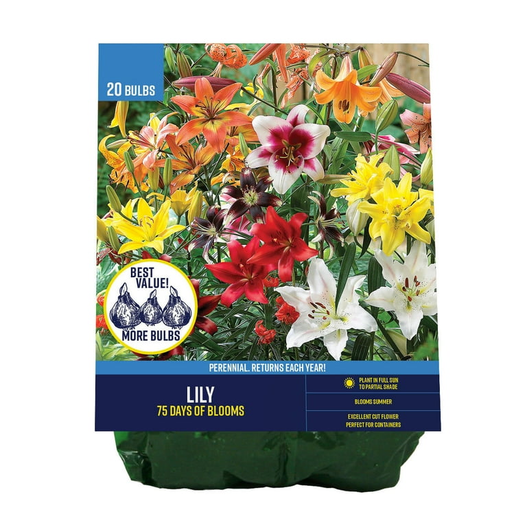 Van Zyverden Lily Mix 75 Days of Blooms (Set of 20 Dormant Van Zyverden Lily Mix 75 Days of Blooms (Set of 20 Dormant