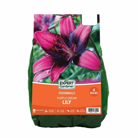 Expert Gardener Lily Purple Dream Dormant Bulbs, Set of 4, Purple Perennial