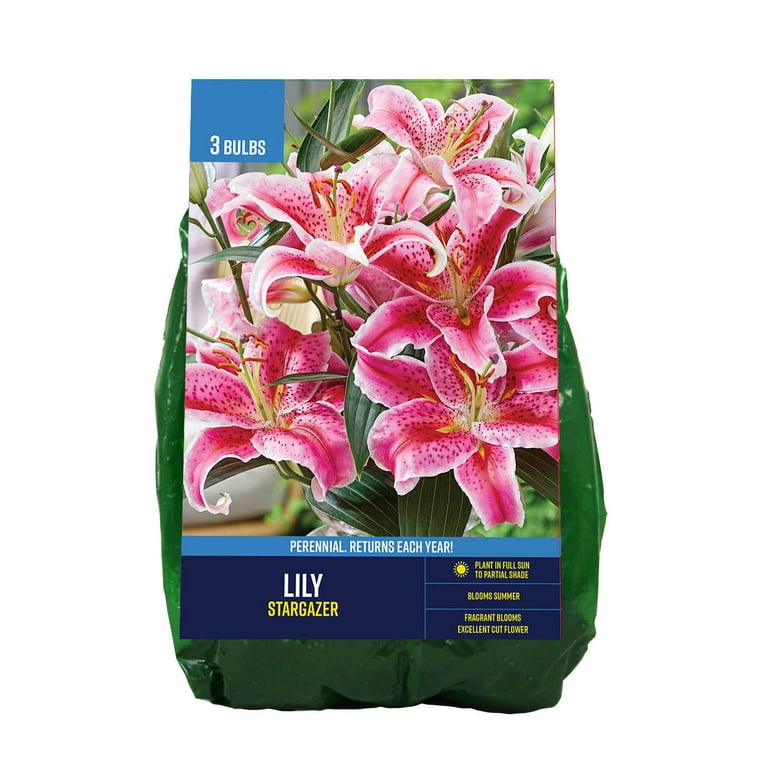 Van Zyverden Lily Stargazer, Cut Flower Planting, Partial