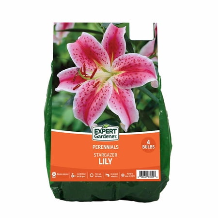 Expert Gardener Lily Stargazer Set of 4 Dormant Bulbs, Red, Partial Sun, Perennial