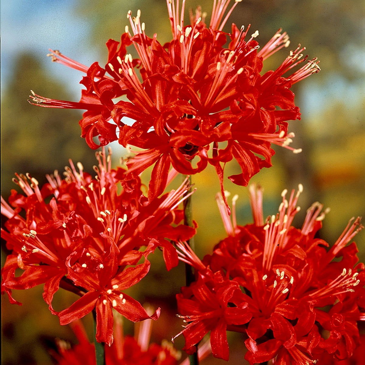Van Zyverden Lycoris Radiata Set of 3 Bulbs Red Full Sun Perennial Fragrant 1 lb