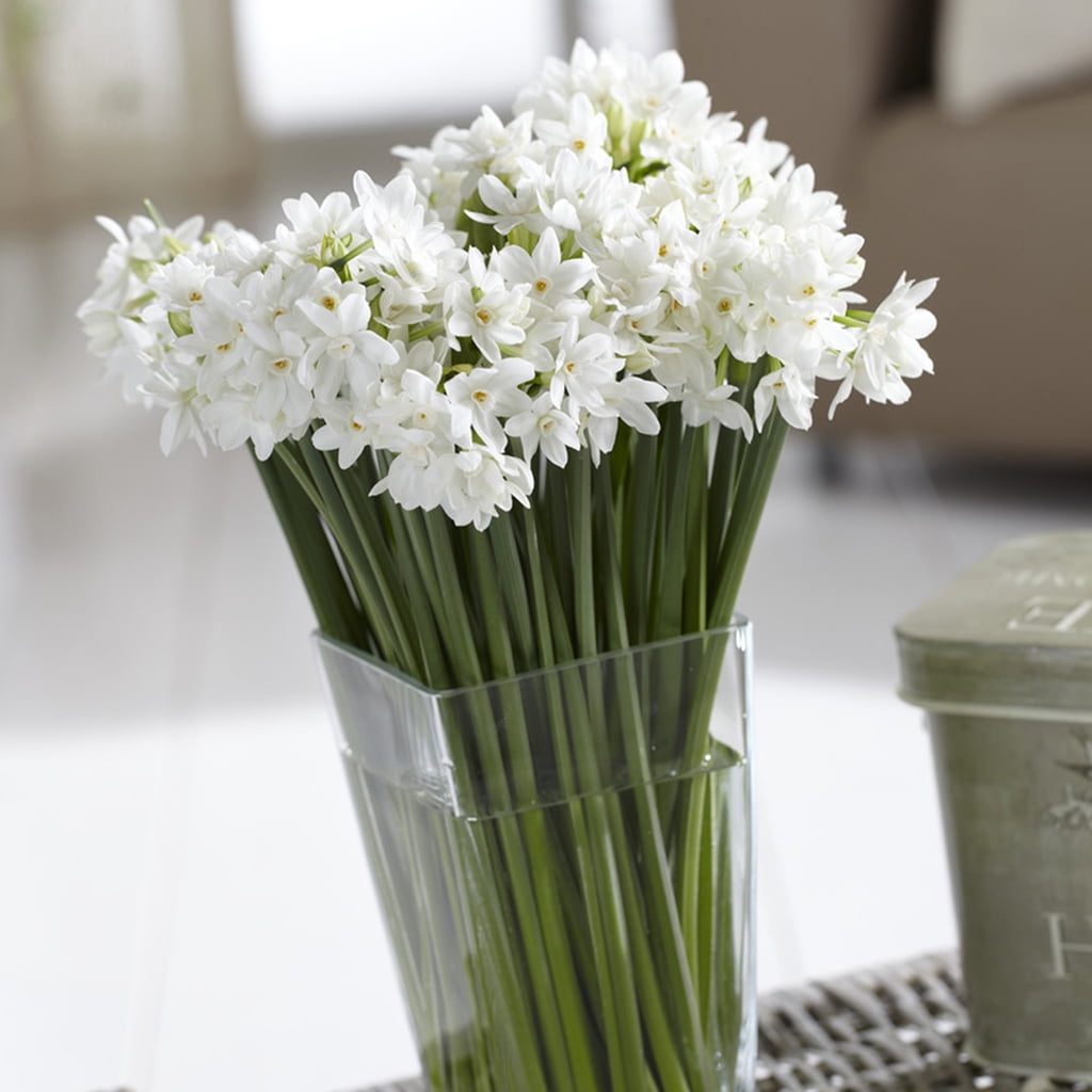 Van Zyverden Mammoth Paperwhites Set of 6 Bulbs White Part Sun