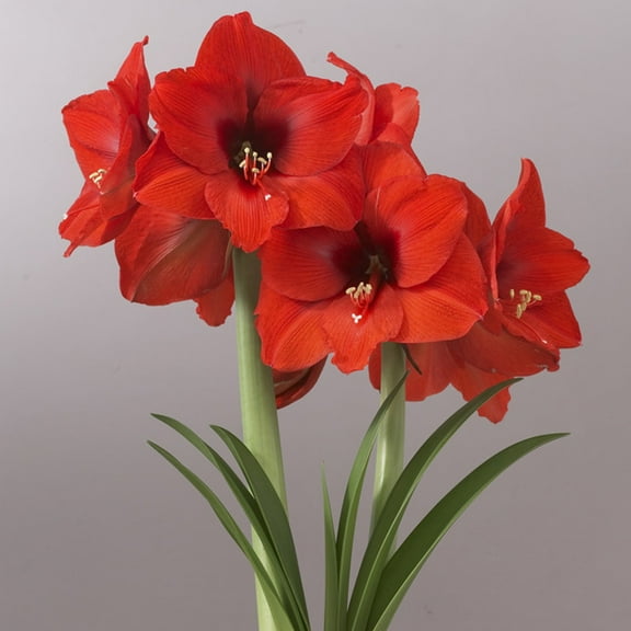 Van Zyverden Mega Amaryllis Bulb Orange Souvereign Set of 1 Bulb Orange Partial Sun Perennial Easy to Grow 2 lbs