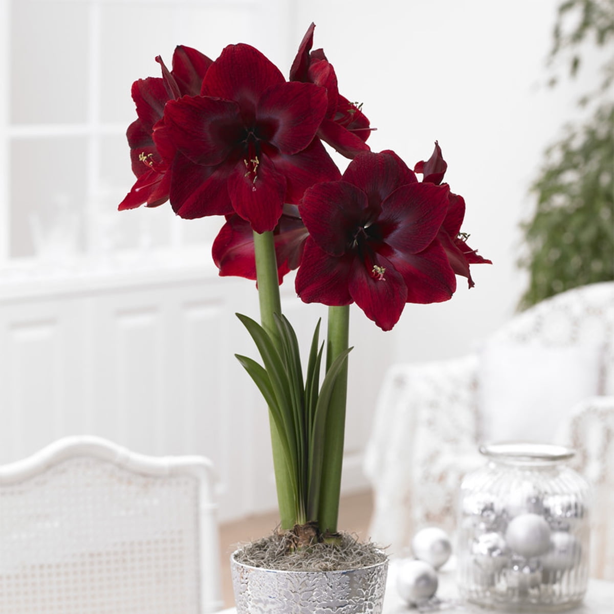 Van Zyverden Mega Amaryllis Bulb Red Pearl Limited Availability Set of 1 Bulb Red Part Sun