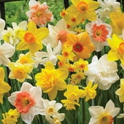 Van Zyverden Narcissus Plant Bulbs (15 Count) Perennial Deer Resistant 2 lbs