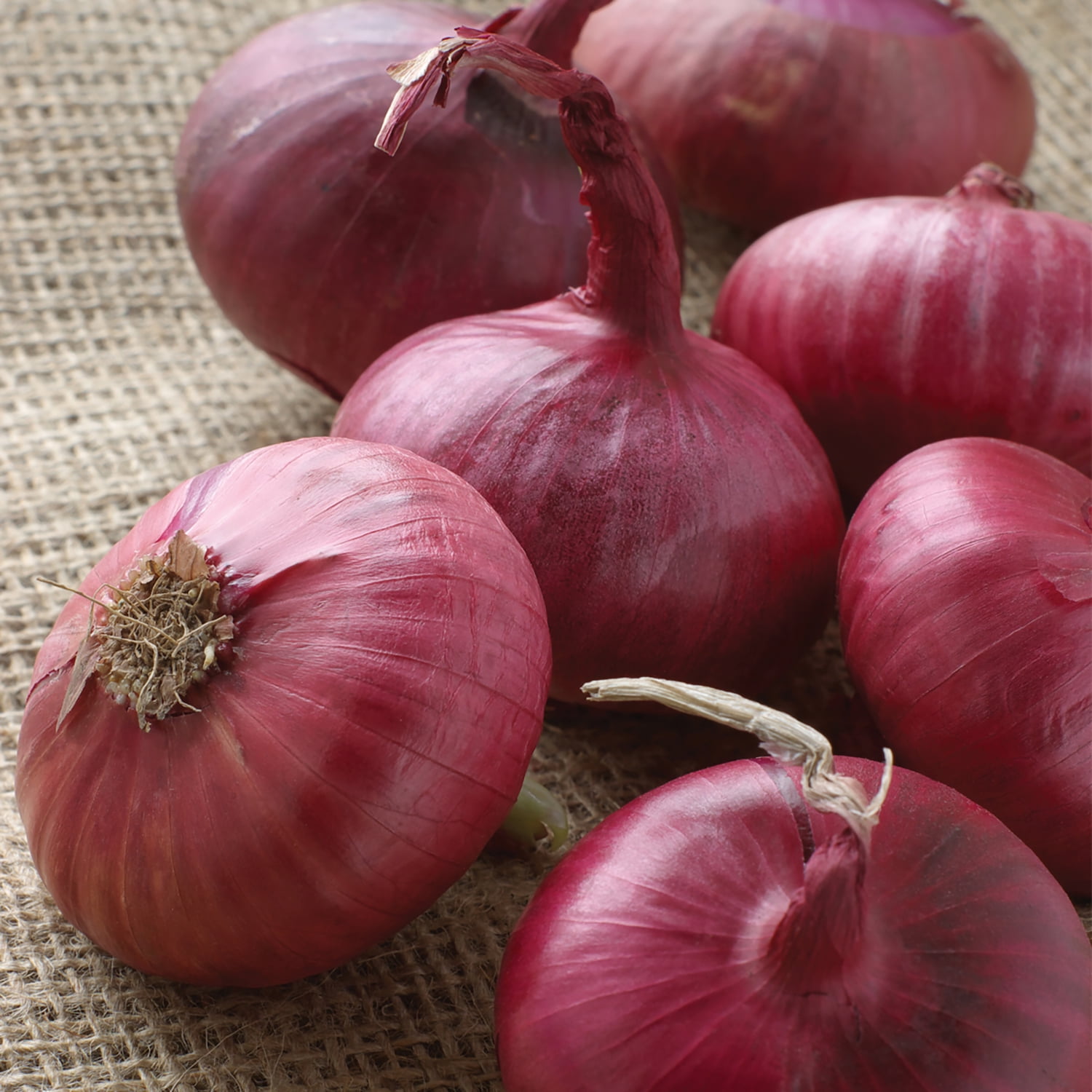 Van Zyverden Onion Sets Red Set of 250 Bulbs White Full Sun Perennial Fragrant 2 lbs