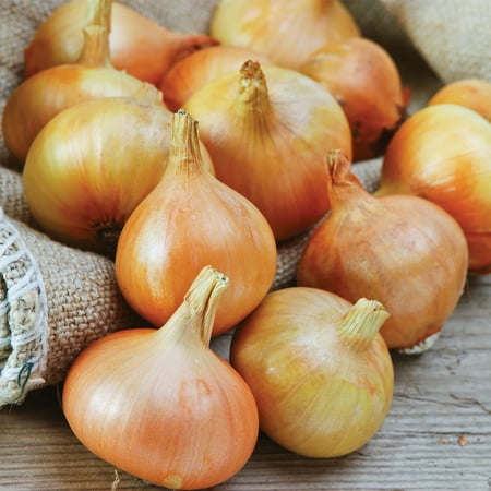 Van Zyverden Onion Sets Yellow Set of 250 Bulbs White Full Sun Perennial Fragrant 2 lbs