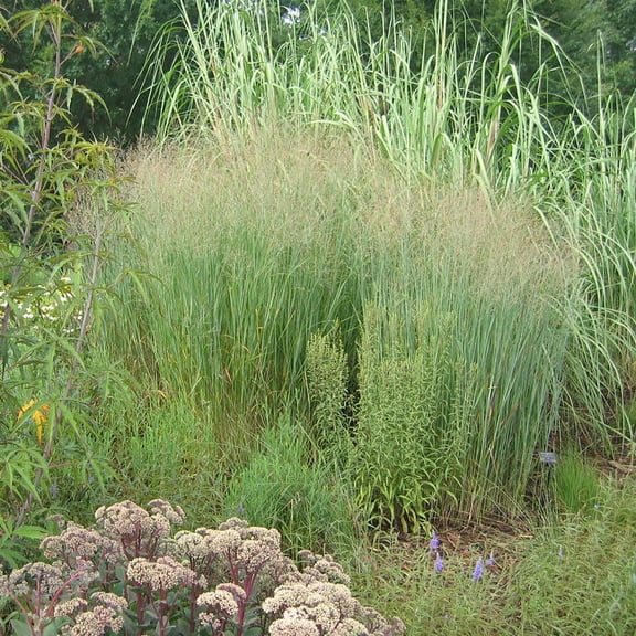 Van Zyverden Ornamental Grass Blue Switch One 3.25" Potted Plant Pink Partial Sun Ornamental/Decorative 1 lb