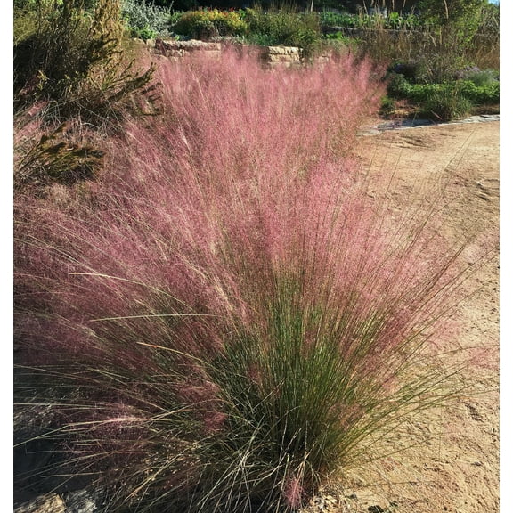 Van Zyverden Ornamental Grass Pink Muhly One 3.25" Dormant Potted Plant, Pink, Partial Sun, Perennial, Flowering, 1lb