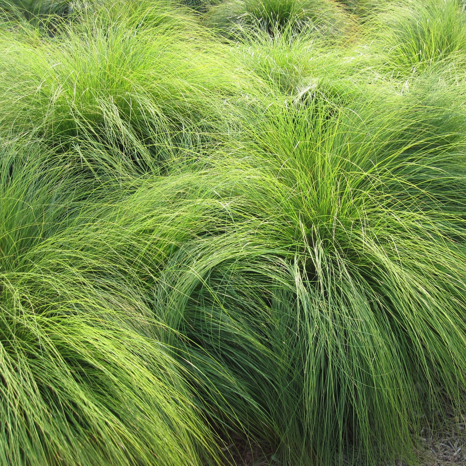 Van Zyverden Ornamental Grass Prairie Dropseed One Potted Plant Green Partial Sun Ornamental/Decorative 1 lb