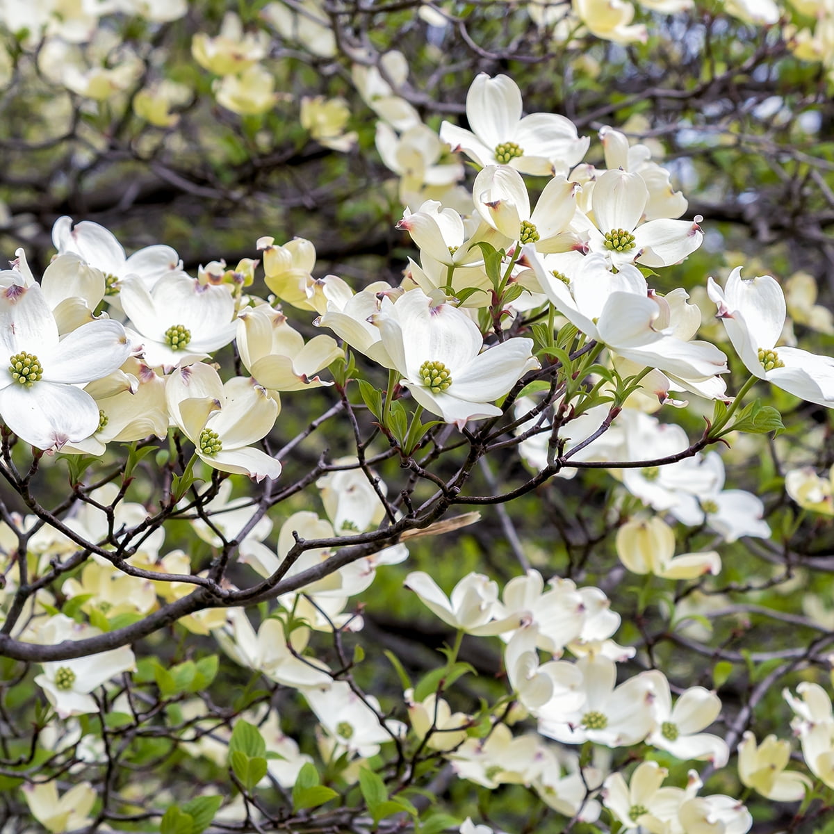 Van Zyverden Ornamental Tree Dogwood White 1 Plant Root Stock Full Sun Perennial Easy to Grow 4 lbs
