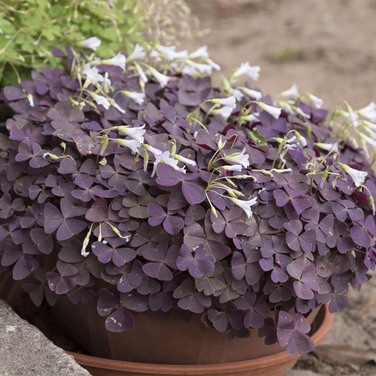 Van Zyverden Oxalis Triangularis Set of 12 Bulbs Purple Partial Sun Perennial Deer Resistant 1 lb