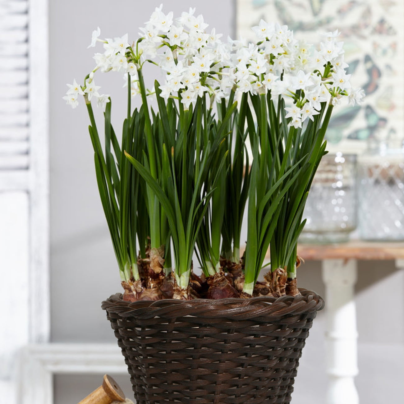 Van Zyverden Paperwhite Kit Ziva with 6.5" Round Table Top Rattan Basket Set of 6 Bulbs White Part Sun