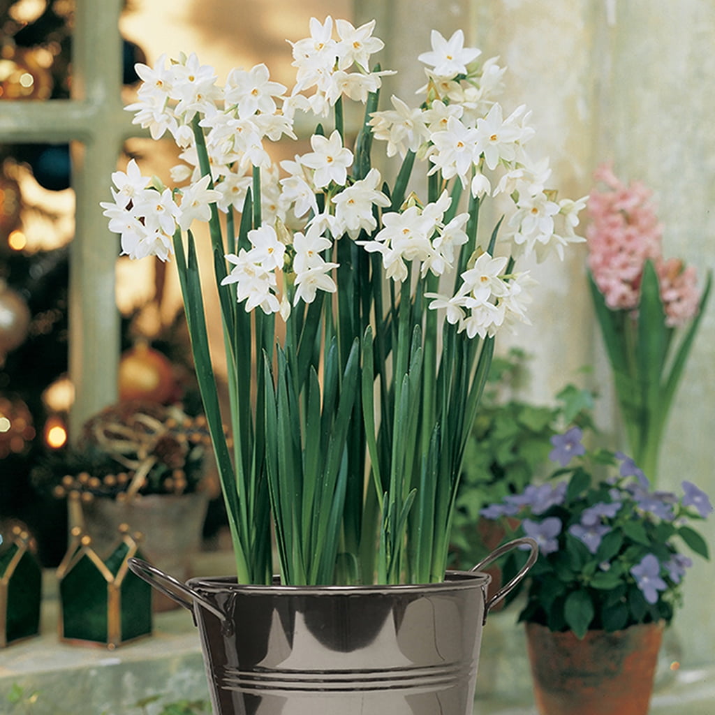 VAN ZYVERDEN Harmony Spring Blooming Patio Planter Kit Set of 40