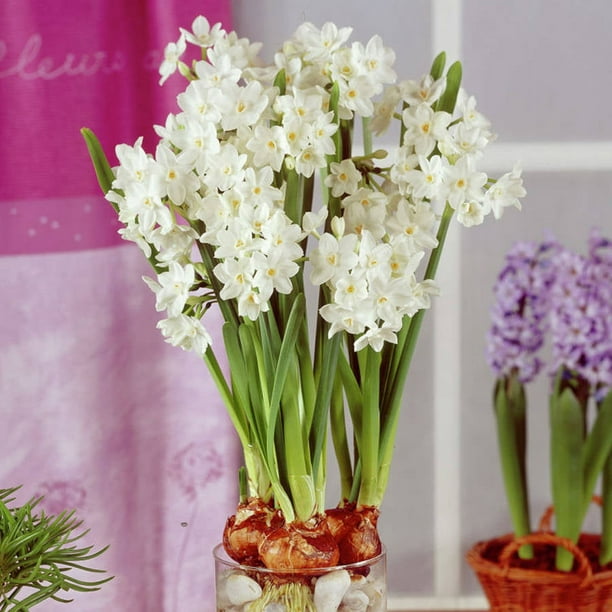 Van Zyverden Paperwhites Set of 12 Bulbs White Part Sun