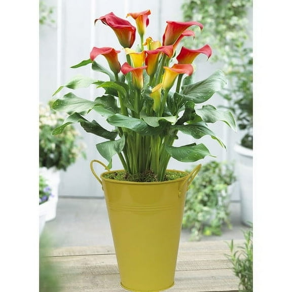 Van Zyverden Patio Calla Captain Fuego with Yellow Metal Planter and Growers Pot 1 Bulb Yellow Partial Sun Easy to Grow 2 lbs