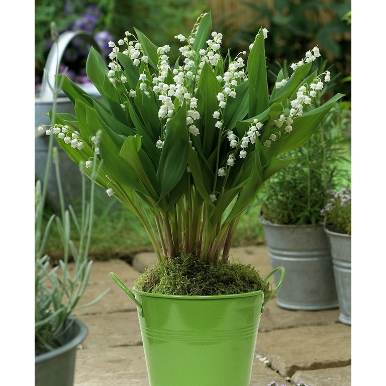 Giant Lily of the Valley