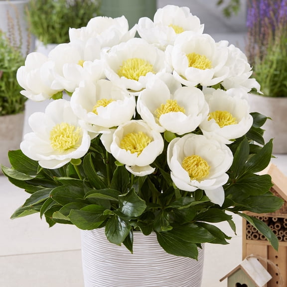 Van Zyverden Patio Peonies Dublin For Containers 1 Plant Root White Partial Sun Deer Resistant 1 lb