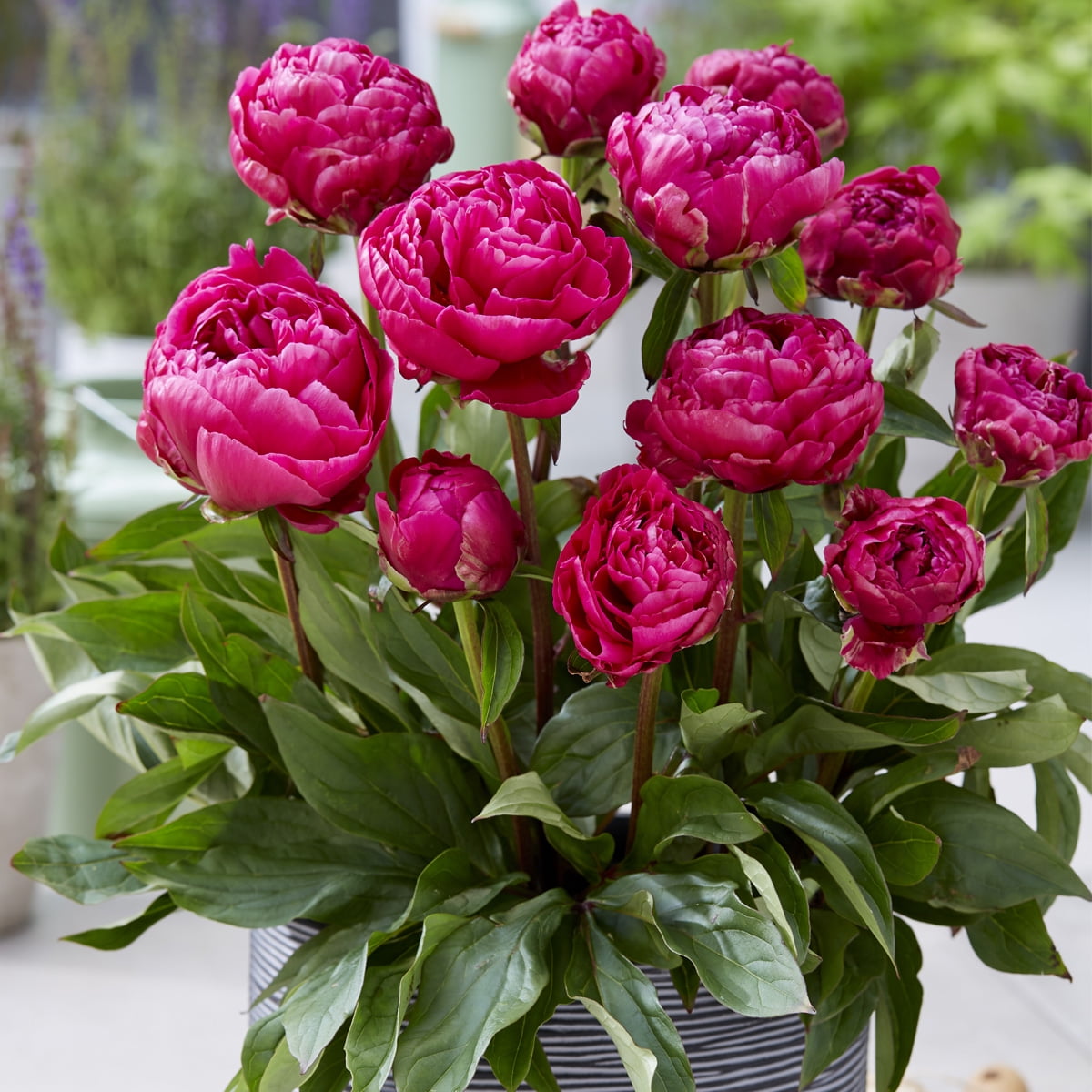 Van Zyverden Patio Peonies London For Containers 1 Root Red Partial Sun Perennial Fragrant 1 lb