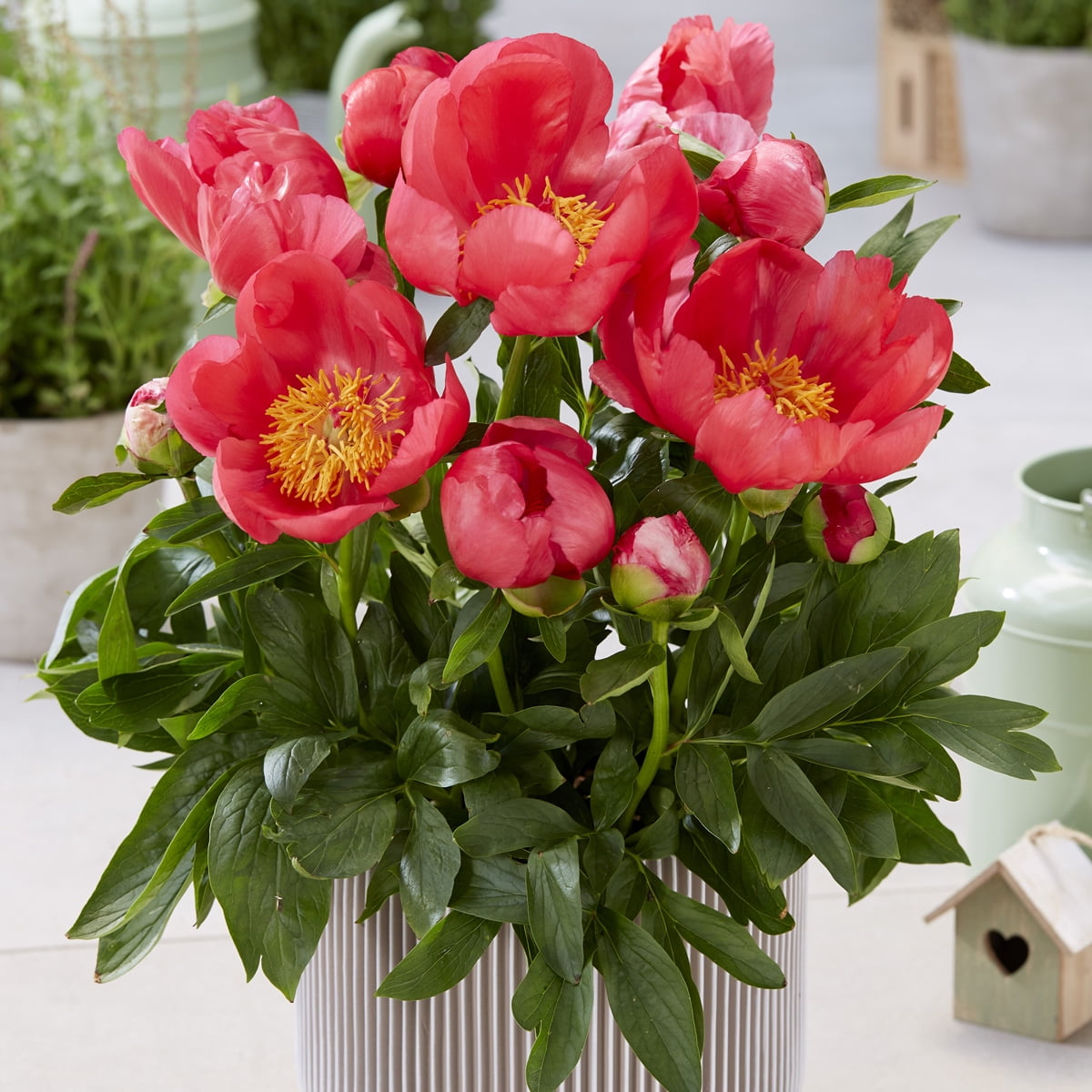 Van Zyverden Patio Peonies Oslo for Containers Set of 1 Plant Root White Partial Sun Flowering 1 lb