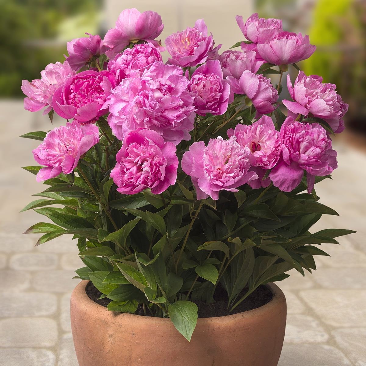 Van Zyverden Patio Peonies Rome for Containers Set of 1 Plant Root